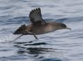 Sooty Shearwater